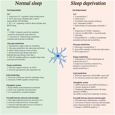 Frontiers Role Of Astrocytes In Sleep Deprivation Accomplices